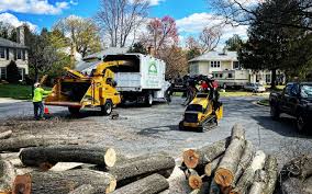 Tree and Shrub Care in India Hook, SC