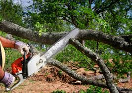 How Our Tree Care Process Works  in  India Hook, SC