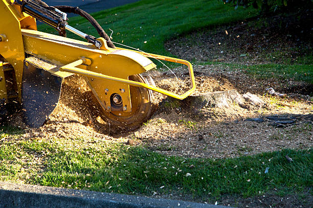 Best Hedge Trimming  in India Hook, SC