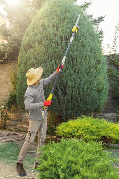 Best Tree Removal  in India Hook, SC